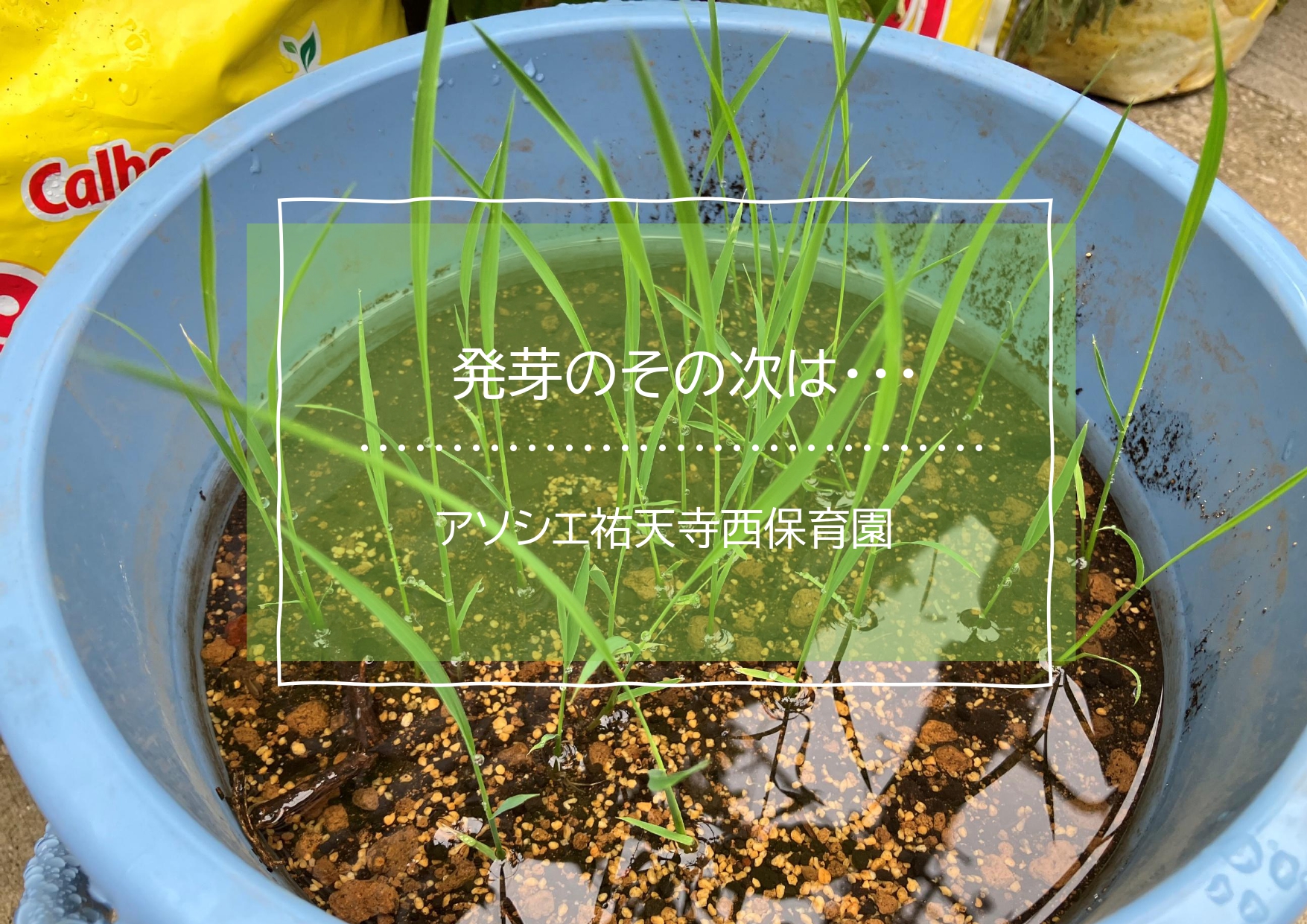 発芽🌱の次は・・・？