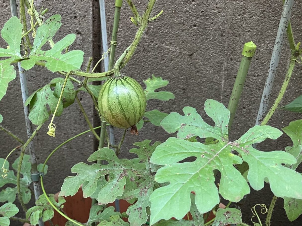 お野菜、すくすく成長中！