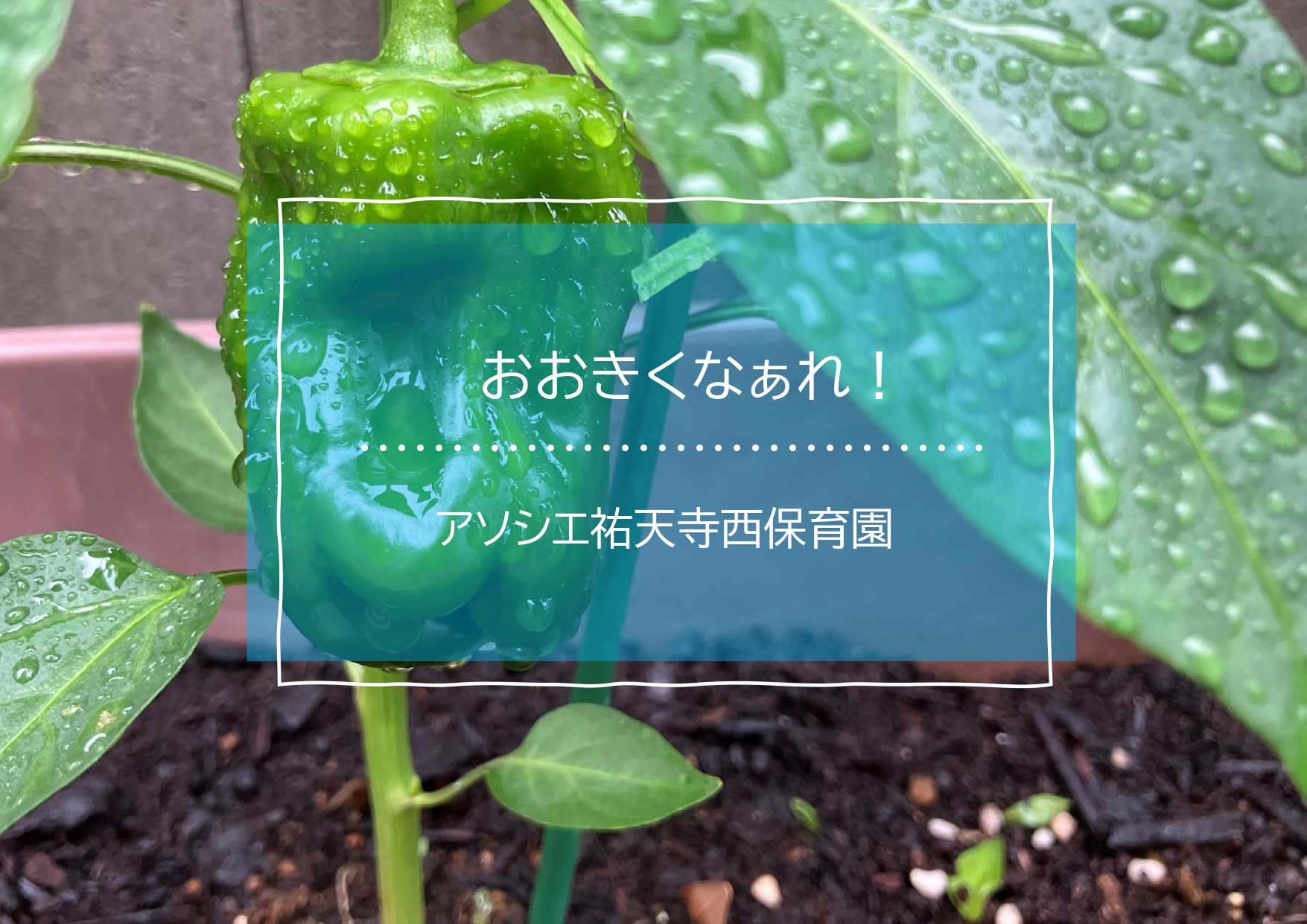 おおきくなぁれ！！