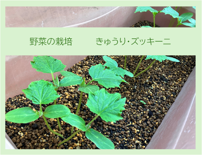 ⁂野菜の栽培（きゅうり・ズッキーニ）