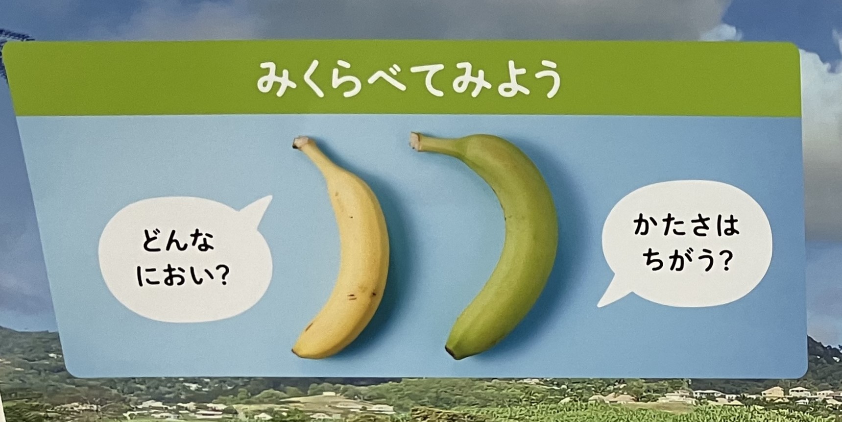 ⁂１歳児食育　バナナの色の違いをみてみよう🍌