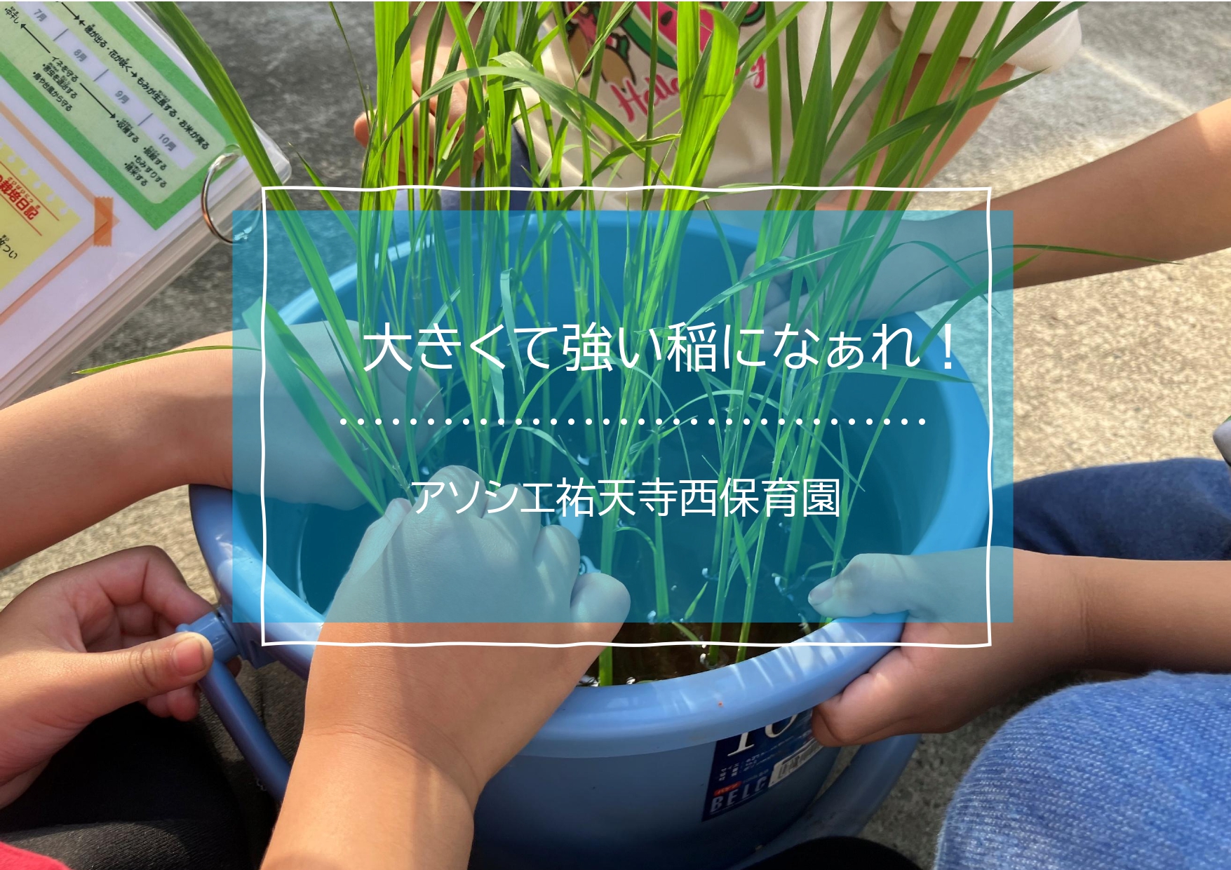 大きくて強い稲になぁれ！