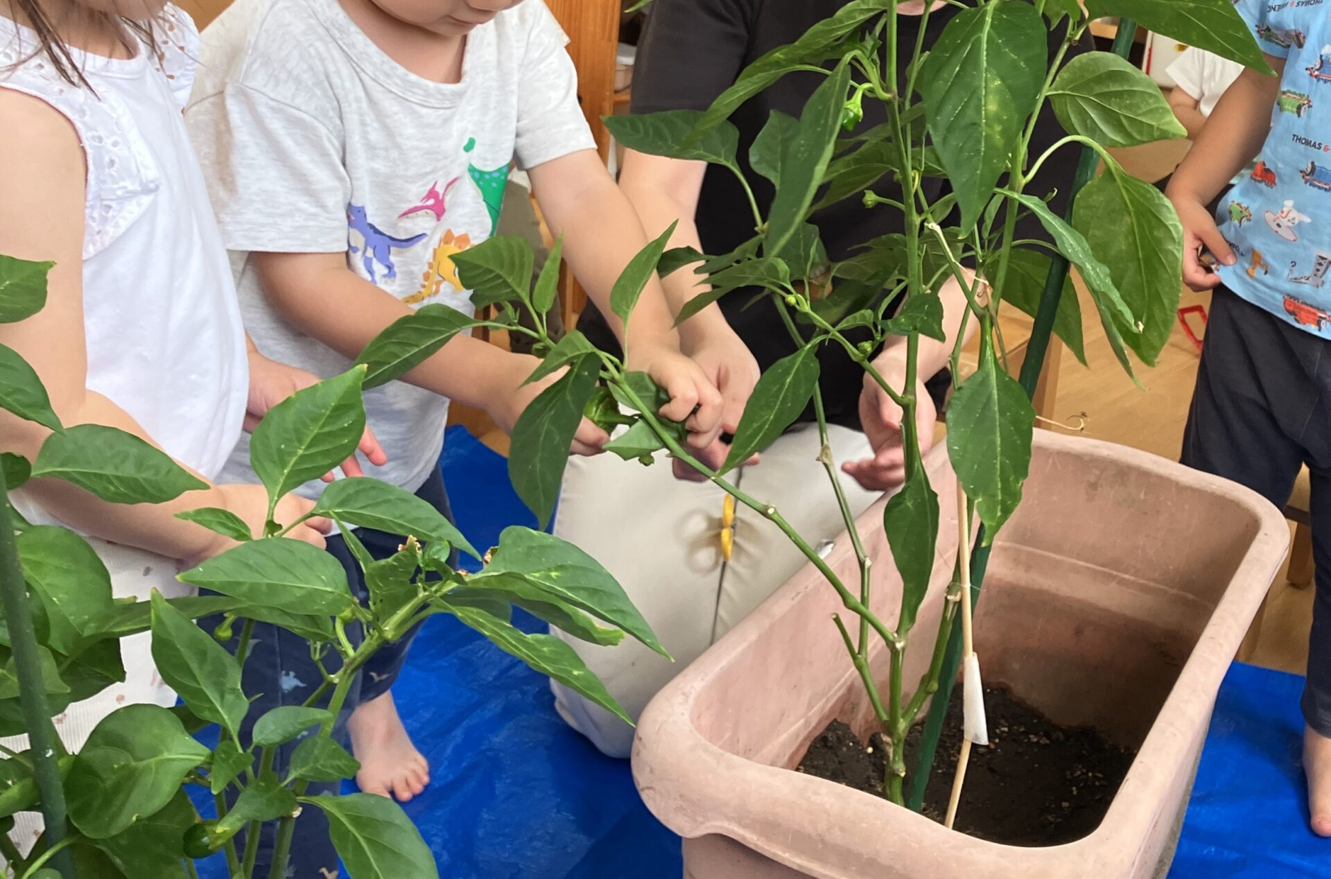 ⁂2歳児食育　栽培したピーマンを食べよう！