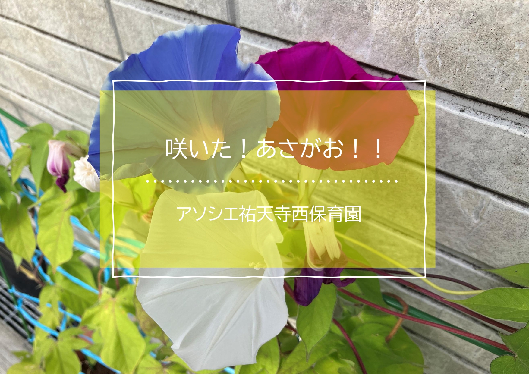 ついに・・・咲いた！！！！！